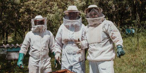 Abejas
