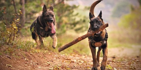 Perros