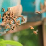 Abejas