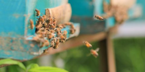 Abejas