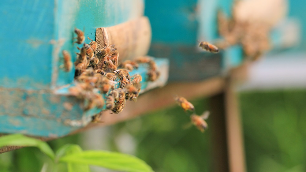 Abejas