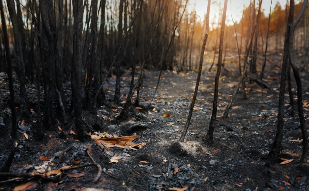 Cenizas después de un incendio forestal