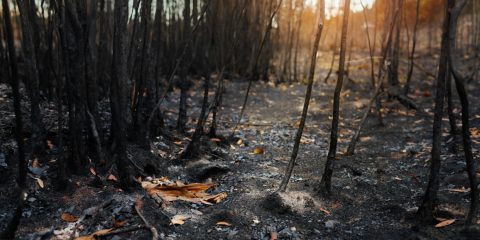 Cenizas después de un incendio forestal