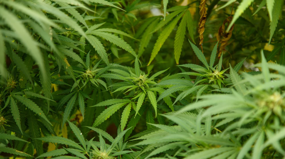 Plantación de cannabis
