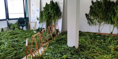 Plantas de marihuana