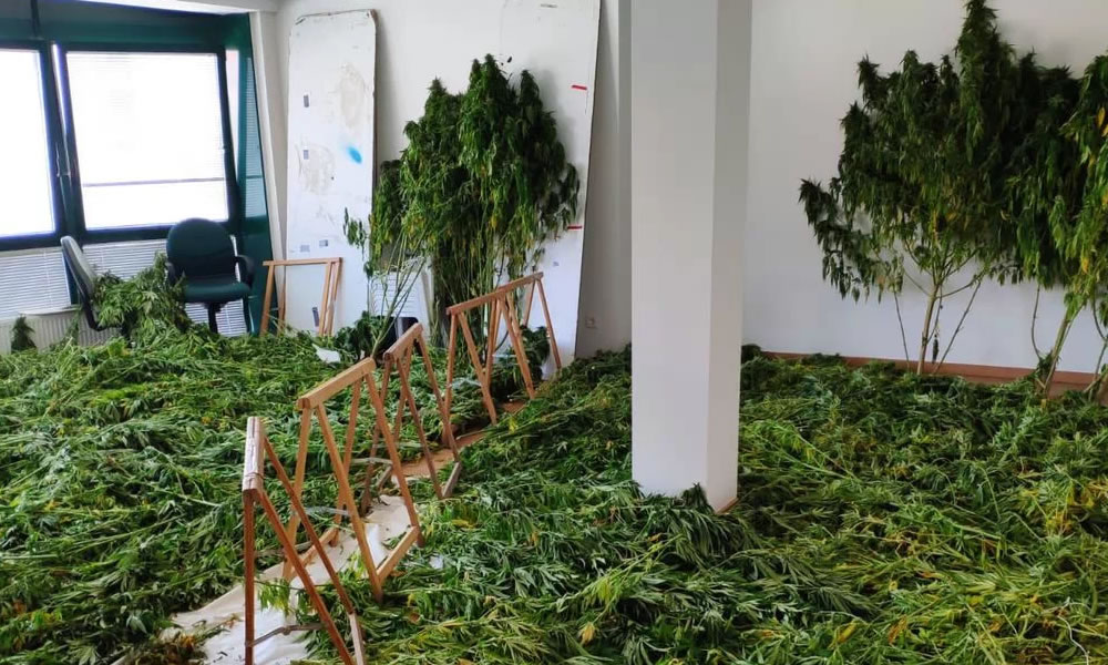 Plantas de marihuana
