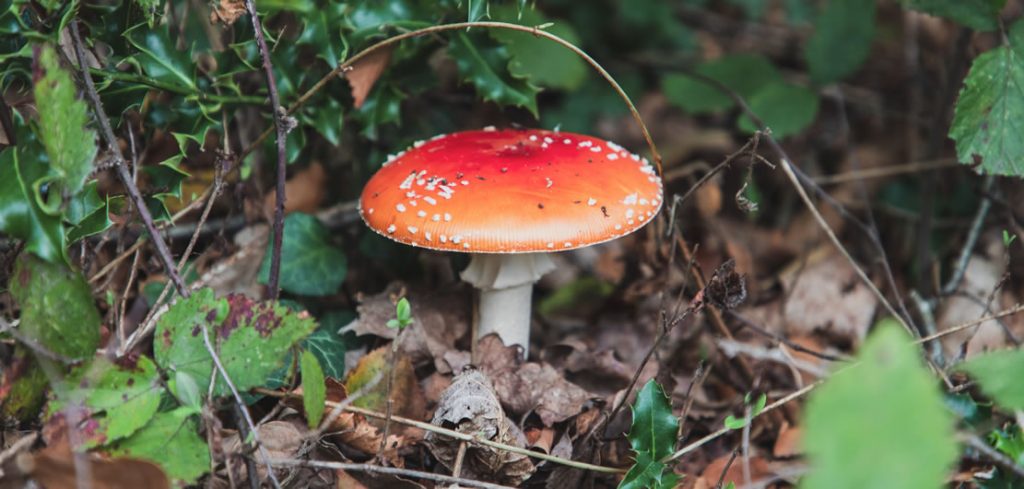 Fallece un vecino de Quintela de Leirado tras ingerir setas venenosas 1 Setas de color rojo