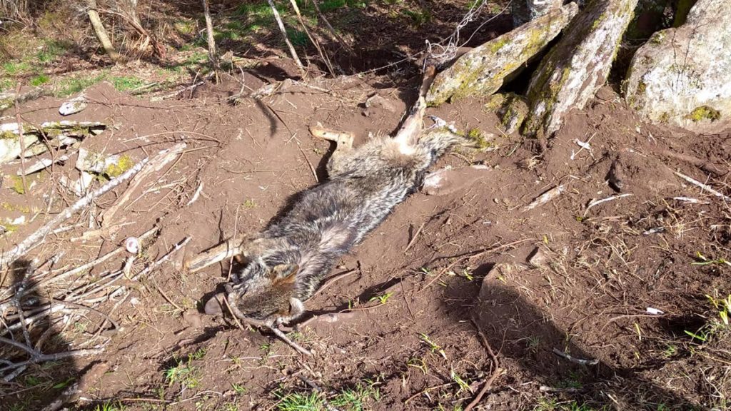 Un incendio en Chandrexa de Queixa deja al descubierto el cadáver de un lobo atrapado en un lazo 1 Lobo con lazo