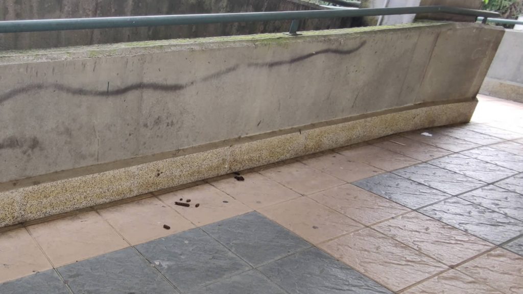 Cacas de perros en el exterior del Centro Comercial PonteVella