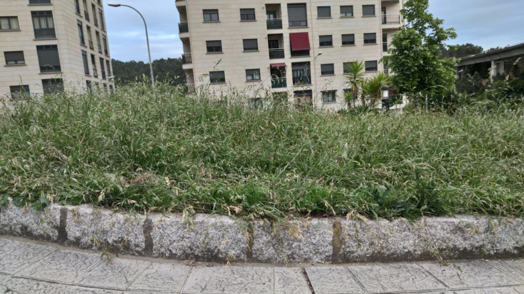 Hierba alta en A Valenzá