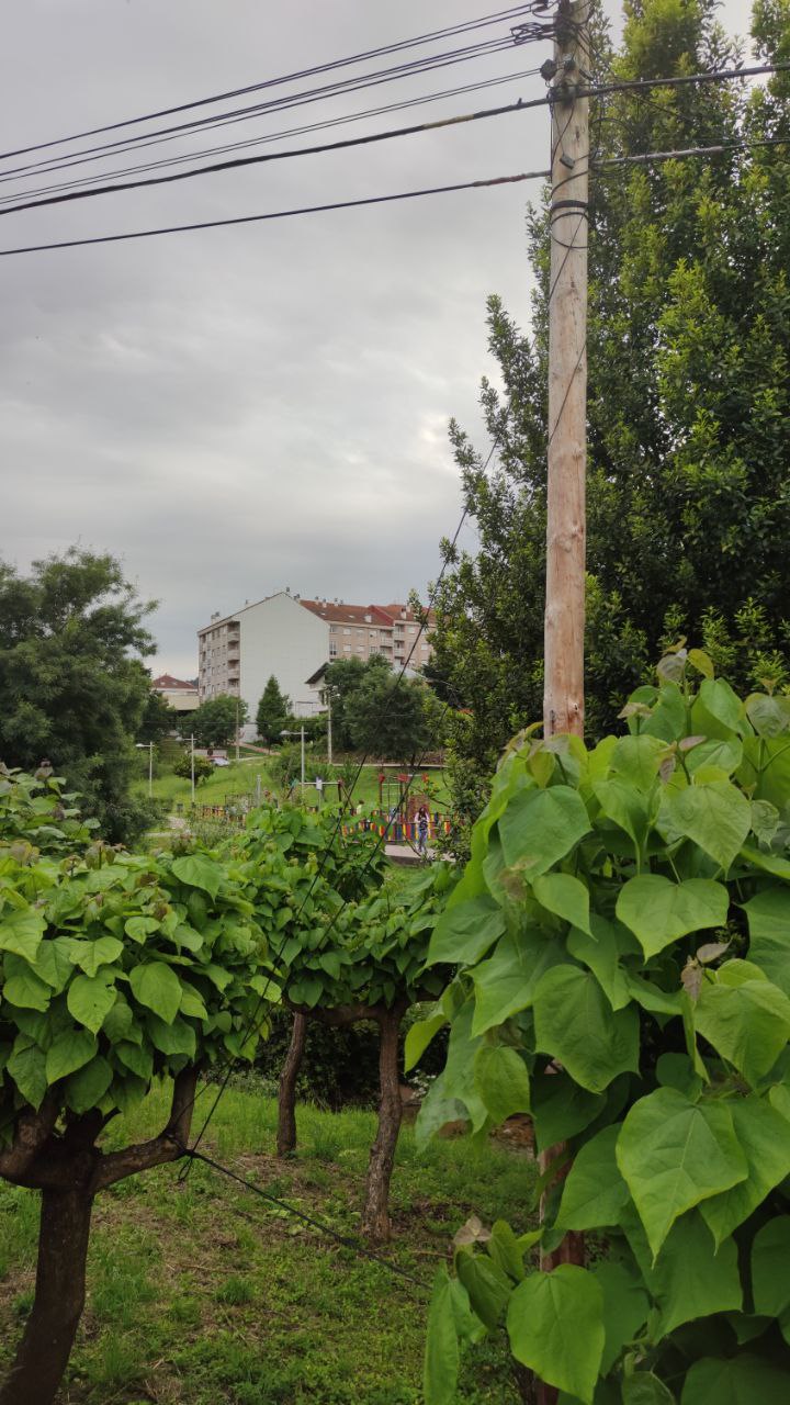 Cableado en A Valenzá atado a un árbol