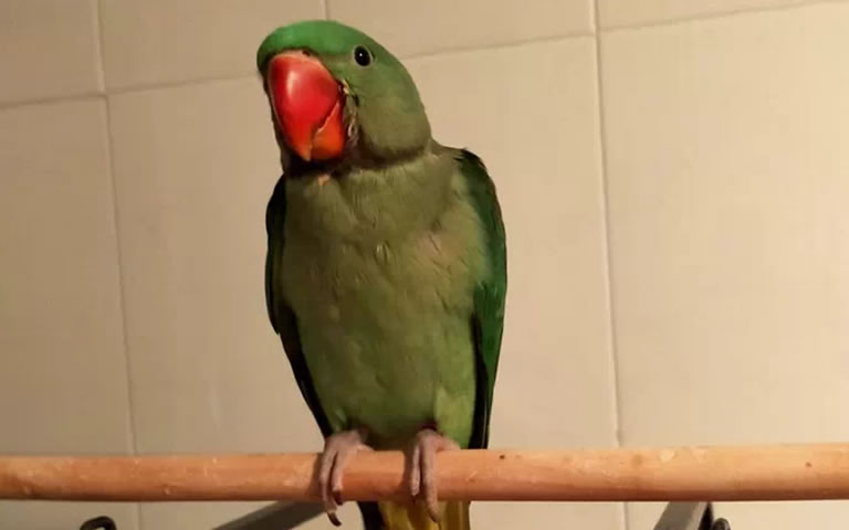 Sin noticias de "Lío", un loro desaparecido en A Valenzá 1 Loro Lío