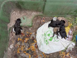 Perros abandonados en Allariz