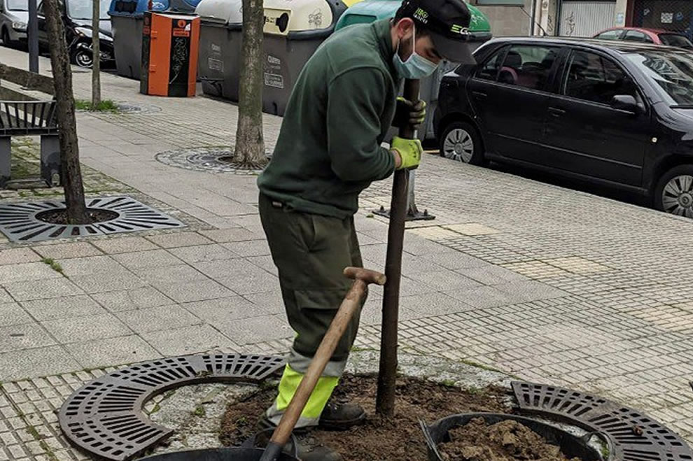 Plantar árboles