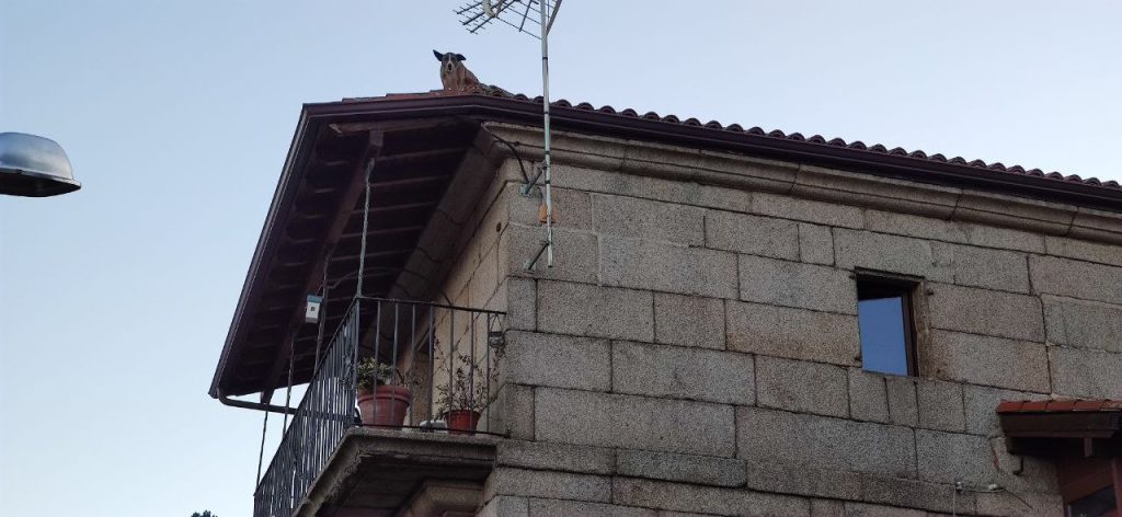 Perro en tejado de Barbadás