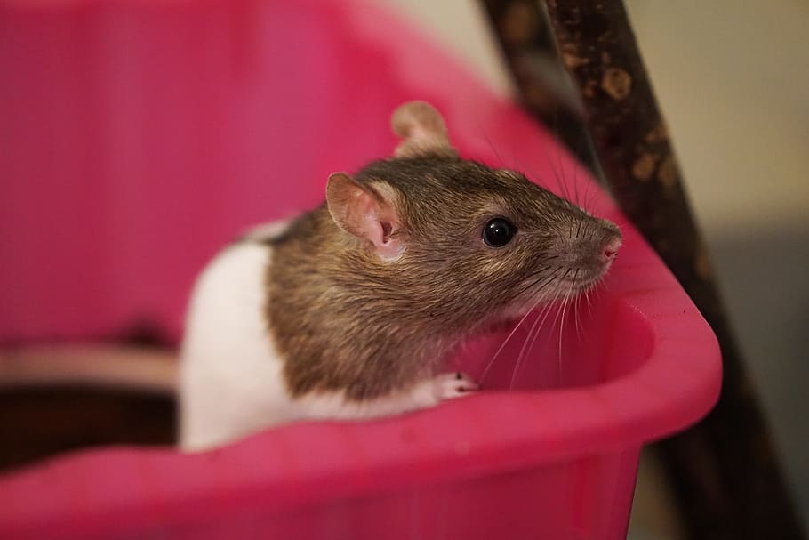 Ratones