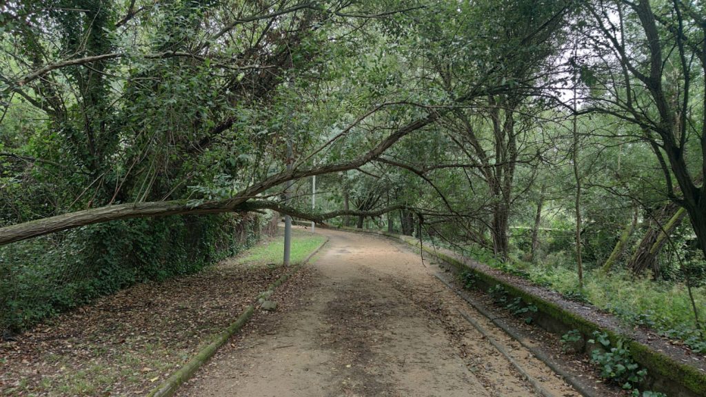 Árbol caído en el paseo del Barbaña que va hasta el Paco Paz 1 Árbol caído paseo Barbaña