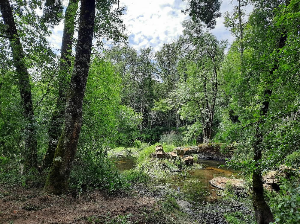 La CHMS retira numerosos árboles secos en el río Limia, a su paso por el municipio ourensano de Bande 1 Después río Limia