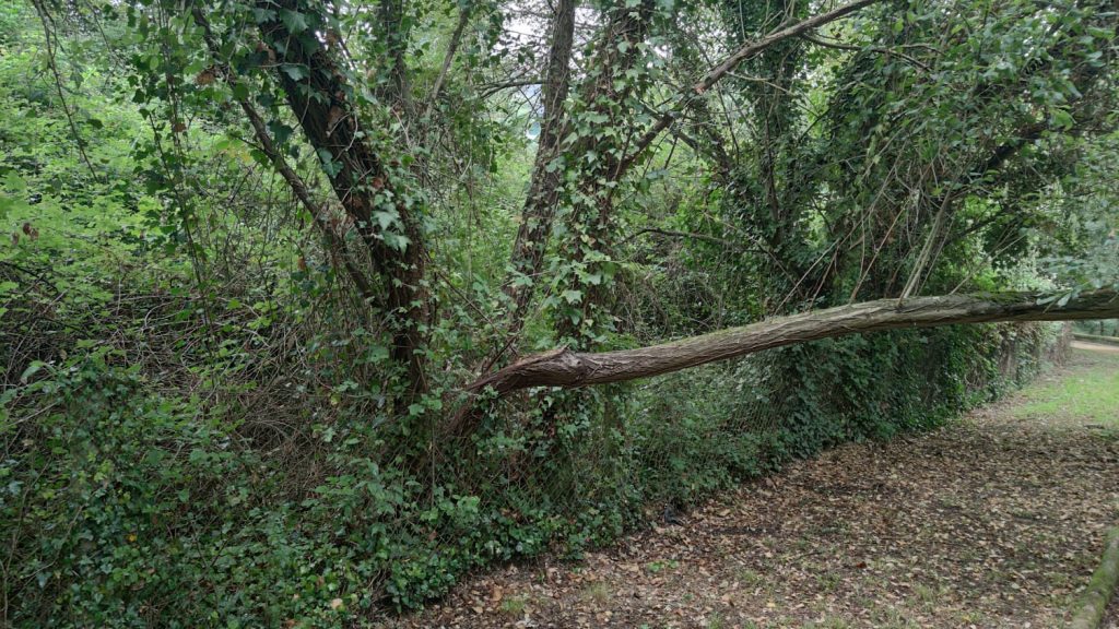 Árbol caído en el paseo del Barbaña que va hasta el Paco Paz 2 Árbol caído paseo Barbaña