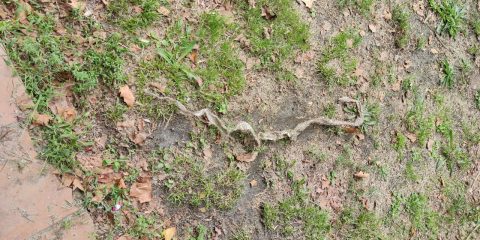 Piel de serpiente en un parque