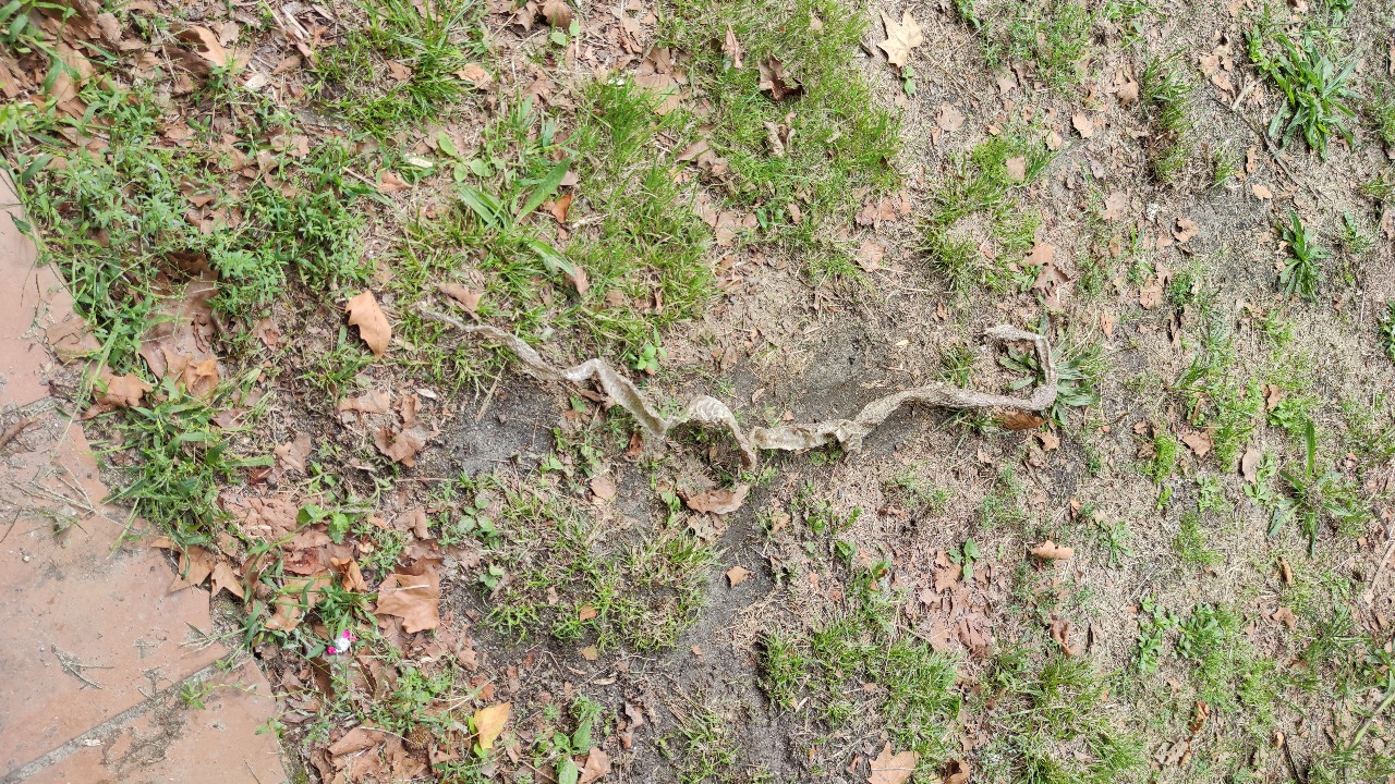 Piel de serpiente en un parque