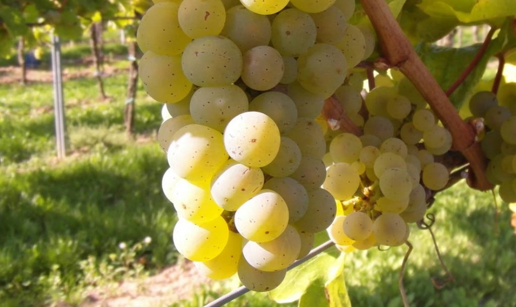 Uvas vendimia vino