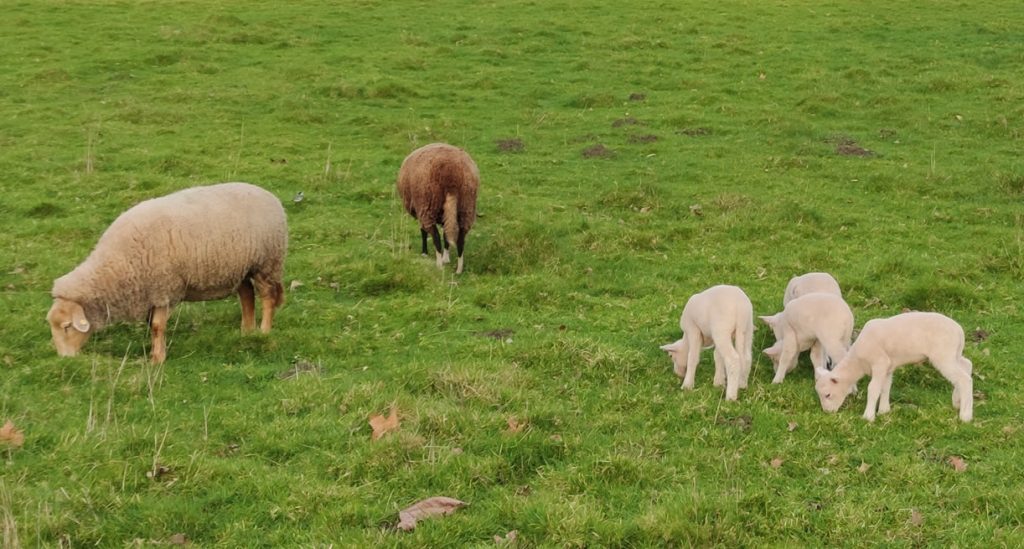 Ovejas Cabras carneros y ganado animales