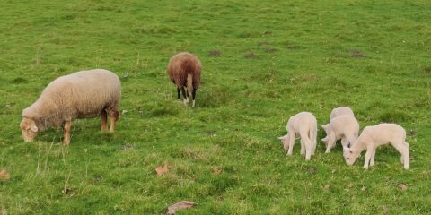 Ovejas Cabras carneros y ganado animales
