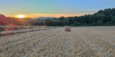Campo Monte fincas en A Merca rollos de hierba
