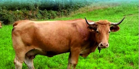 Festa da Carne 2022