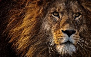 León con gran melena