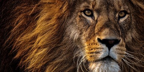 León con gran melena