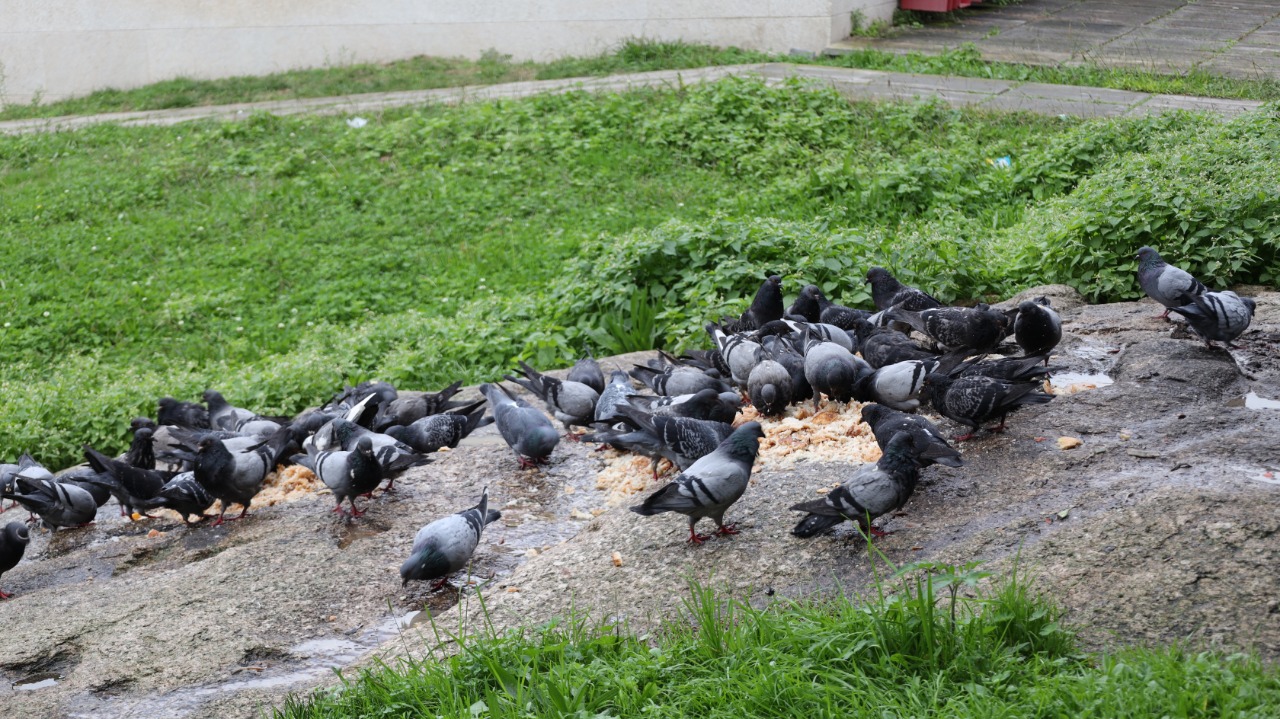 Palomas comida