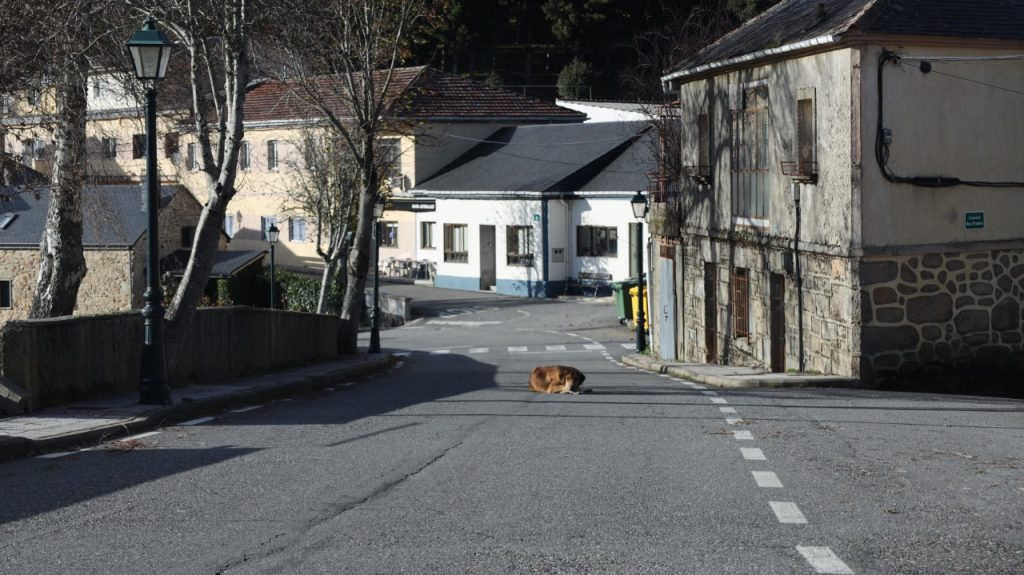 Perro descansando en calle principal de Chandrexa de Queixa