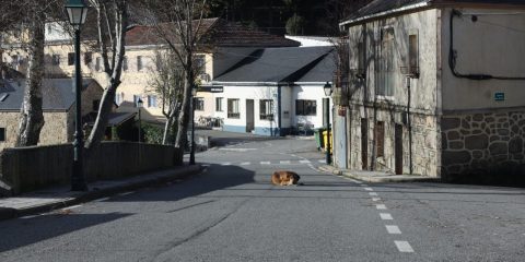 Perro descansando en calle principal de Chandrexa de Queixa
