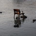 Banco inundado y patos en Miño
