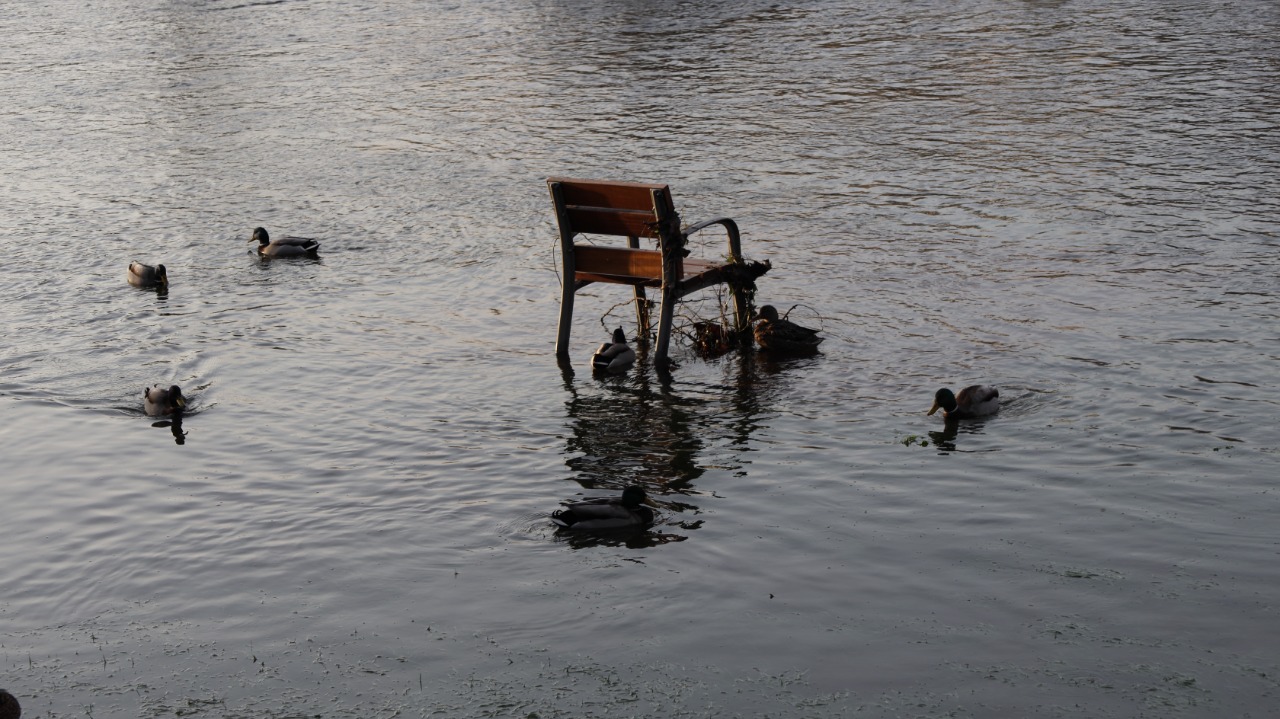 Banco inundado y patos en Miño