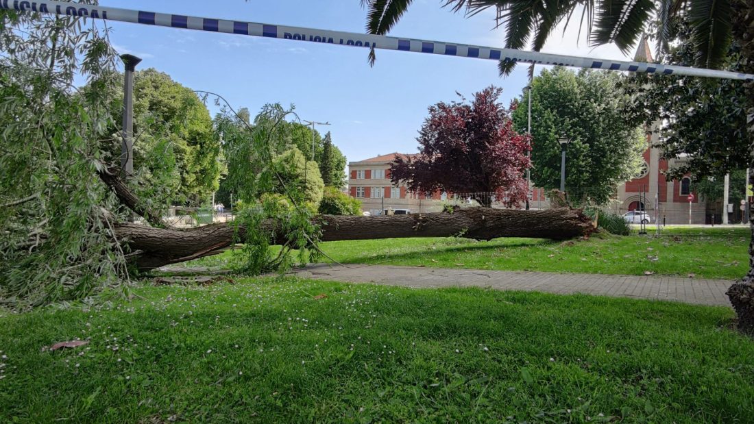Árbol caído en Pardo de Cela
