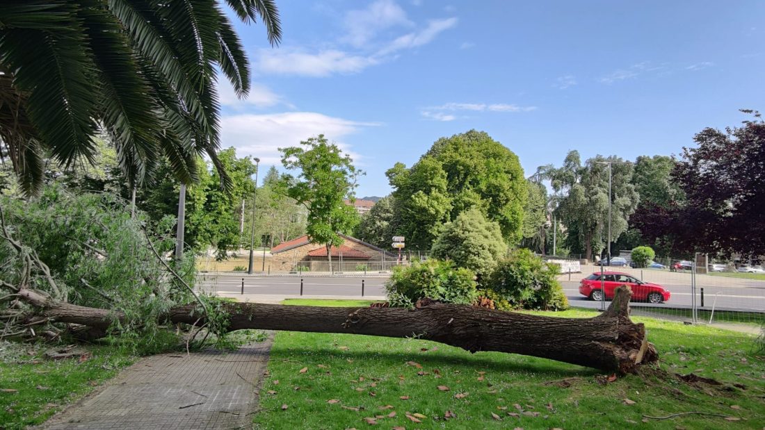 Árbol caído en Pardo de Cela