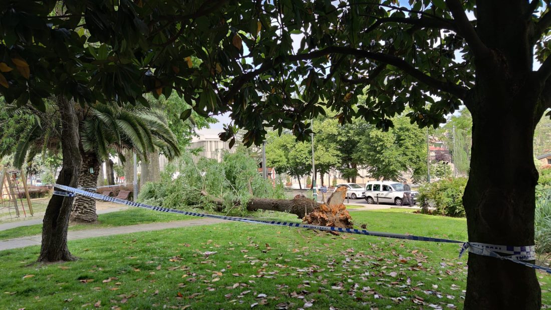 Árbol caído en Pardo de Cela