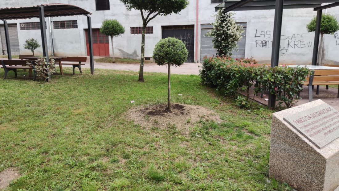 Olivo del Paseo da Solidaridade en A Valenzá