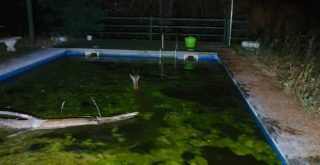 Corzo en una piscina